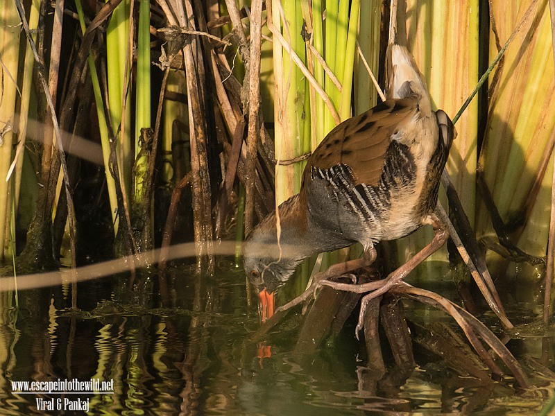 Water Rail 